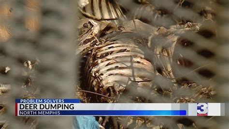 Hundreds of deer carcasses dumped in Memphis lot